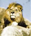   SysAd